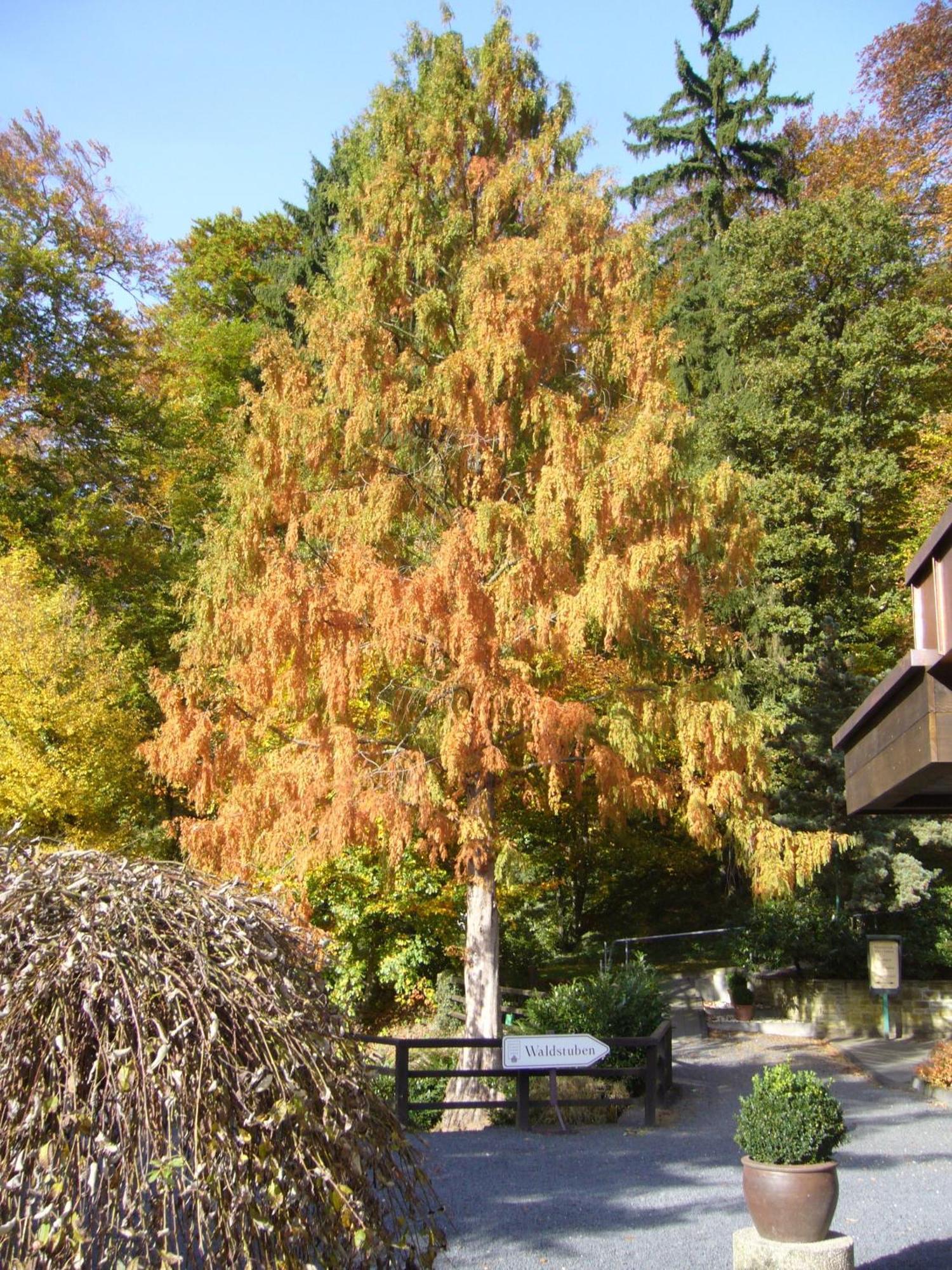 Romantik Waldhotel Mangold Бергиш Гладбах Екстериор снимка